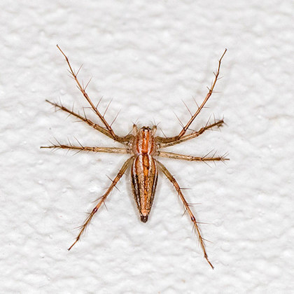 Lynx Spider (Oxyopes macilentus) (Oxyopes macilentus)